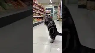 【Furry Mayhem】Cat Bandit Snatching Two Cans and Running on Two Legs!