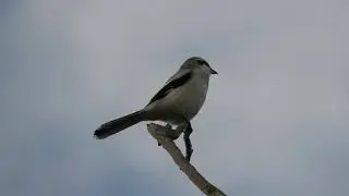 Varf&aring;gel