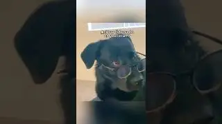 Dog wearing glasses#fyp #funny #pet #cute#foryou#dog #funnydogs#funnyanimal #puppy#fypyoutube