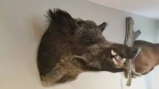 Boar mount !!