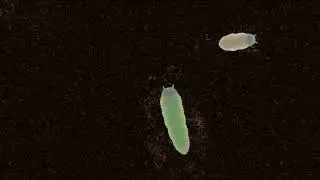 VIDEO FOR CATS: A WORM CRAWLS AND RUSTLING ACROSS THE SCREEN (GAME FOR CATS)| ЧЕРВЯК ПОЛЗЕТ И ШУРШИТ