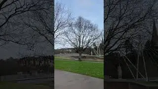 Sessile oak - tree - January 2024