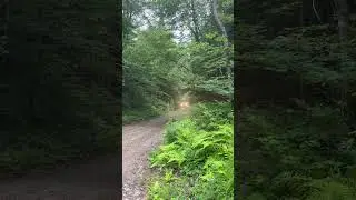 #offroad #offroading #truck #dirt #road #fun #vehicle #woods #forest #toyota #toyotatacoma #4by4