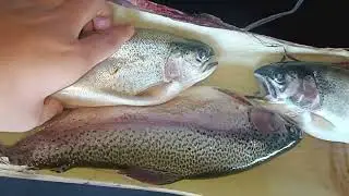 Local Trout fish 🐟#trout 🎣 Fish #food 🐠😋