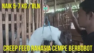 CREEP FEED RAHASIA CEMPE BOBOT BISA NAIK 5 SAMPAI 7 KG PER BULAN