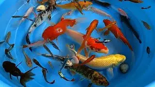 Top 10 Most Beautiful Goldfish Species In The World