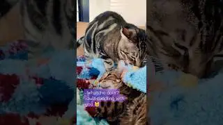 My #cat pulls blanket over her 🥺 #viral #cats #foryou #new #funny #love #follow #fy #cute #fyp
