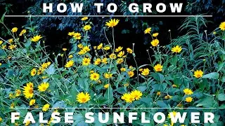 Heliopsis - How to Grow False Sunflower