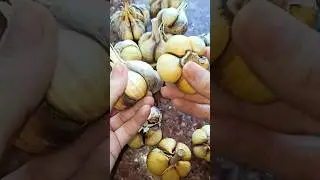 ХРАНЮ ЧЕСНОК ТОЛЬКО ТАК  и Соседей Научила #совет