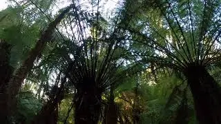 Relax with Notley Fern Gorge