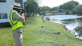 Clearing a Field Full of iguanas! Wild .22 Cal iguana Removal Job!