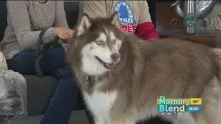 Taysia Blue Rescue 12/27/16