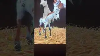 Breeding Rain And Spirit In Horse Riding Tales Wild Pony