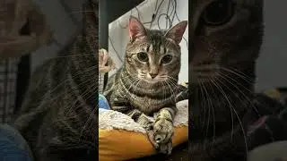 Chanel small photo compilation #shorts #cat