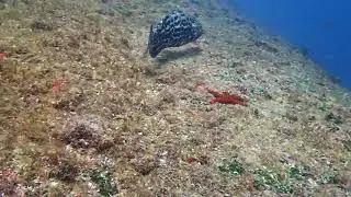 Mycteroperca venenosa br&eacute;sil