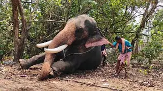 കാളിദാസനെ കിടത്തി നോക്കി | Chirakkal Kalidasan Elephant in Kerala