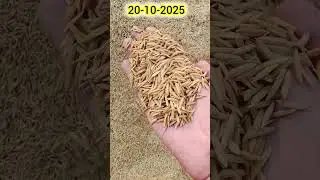 #gallamandiarifwala #gallamandirates #mandiupdates #funny #agriculture