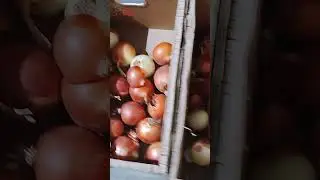 Onion Sorting Machine #machine #processingequipment