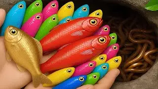 Catch Stranger Freshwater Aquarium Fish in Colorful Eggs, Betta Fish, Molly Fish, Giant Turtles, Koi