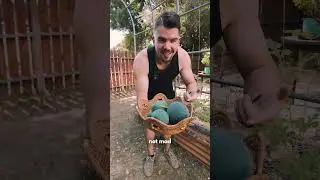 Harvesting DELICIOUS Sugar Baby Watermelons