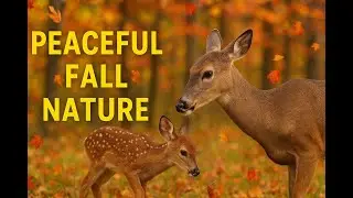 Whitetail Doe & Fawn Morning Breakfast | Peaceful Fall Nature Video Birds & Falling Leaves #nature 