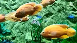 India's Biggest Underground Aquarium.... #aquarium #odiareview