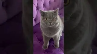 So you think British Shorthair cats are cute? Check this! 😼#britishshorthair