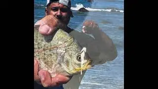 Red Tail Perch in southern brookings Oregon