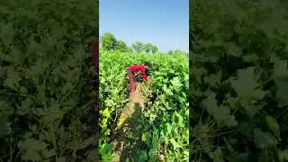 Cotton farming in Pakistan#cotton #agriculture