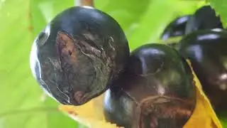 Skeena Cherries Rain Damage 2022