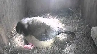 Day 2: Blue Tit Last Chick to hatch