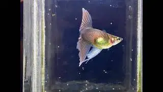SHORT BODY BLUE MOSCOW GUPPY RIBBON 🎀