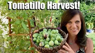Tomatillo Harvest Day!  How & When to Harvest, Storage Tips, Share your Salsa Verde Recipe!