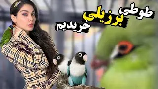 اسمیت فم طوطی جدید خریده😱‌تو بازار پرندگان به جوجه ها سرلاک دادیم و یه برزیلی گرفتیم😍