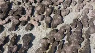 Hamelin Pool, stromatolites, shell quarry and caravan park by drone  July 2023