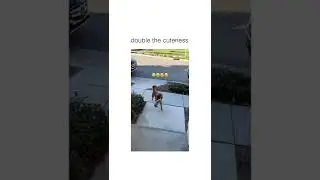Baeutifull dogshort#viral #short #youtubeshort #new #dogs #dogs (3)