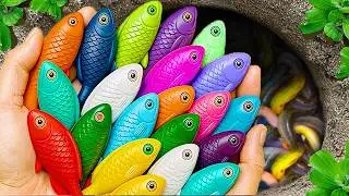 Catch beautiful aquarium fish in small pond baby turtles, pencil fish, rat fish, guppies, angel fish