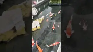 Natural Koi pond  #fishkoi #fishing #koi #koipond #koinoniaglobal