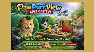 Rescue Cats React to Squirrel Chaos - LIVE from Florida
