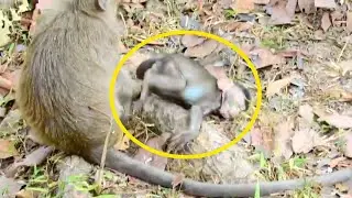 Really pityful || Long distance dragging make this baby monkey almost broken arm