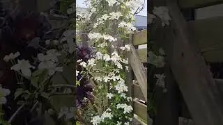Nhật k&yacute; hoa &ocirc;ng l&atilde;o (Clematis flowering daiary)