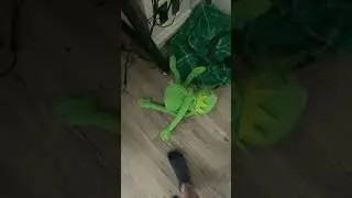 I found a living real life elf! 👽😧 #omg #elf #weird #scary #funny #green