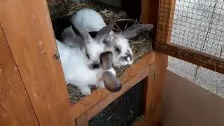 SOŠ veterinární v době coronavirové