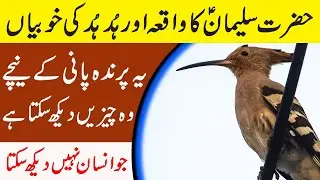 HAZRAT SULAIMAN(A.S) AUR HUD HUD KA WAQIA||ISLASM:THE WAY TO GO SUCCESS