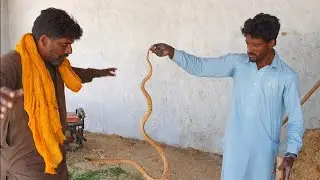Non Venomous Yellow Snake Rescued from a Cattle Farm