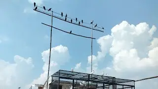 Monu Pigeon Club is live now welcome to 🌹 Allhabadi kalduma Kalpara kabutar