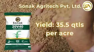 SONAK 20V40 Paddy Seeds | High Yield | 125&ndash;130 Days | Disease Resistant | Bold Slender Grain
