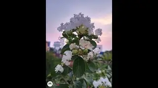 How to Grow and Care Pride of India plant || Jarul || Savni ka Poudha