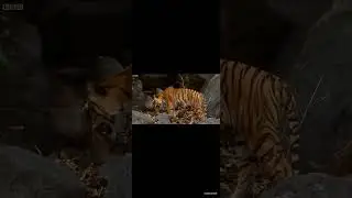 Tiger Cubs' Last Moments as a Family |David Attenborough |Tiger |Spy in theJungle  BBC#tiger #viral 