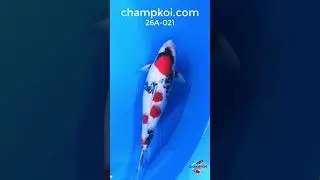 Isa Showa Female 55cm 2yr | For Sale ChampKoi
